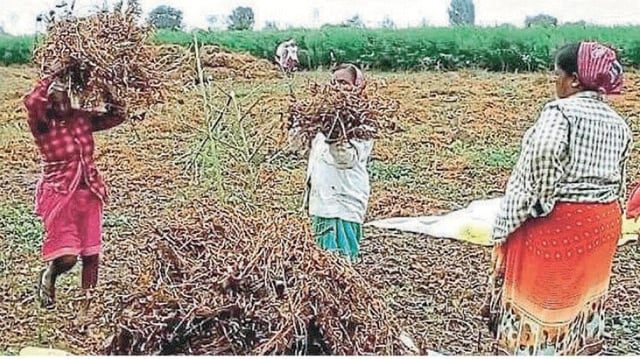 वाशिम मध्ये पाऊस थांबल्यामुळे सोयाबीन कापणी हंगामात तेजी