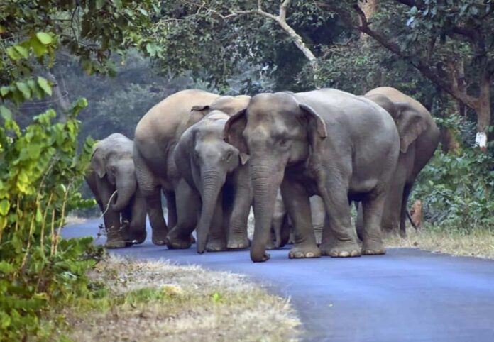 रानटी हत्तीच्या कळपाने प्रवेश केला चुरचुरा परिसरात