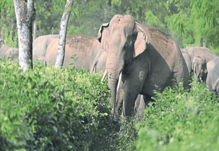 धान पीक शेवटच्या टप्प्यात असताना हत्तीकडून पिकाची नासाडी