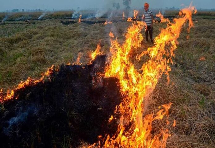 शेतजमिनीतील धान पिकाचे पुंजणे जळून खाक, शेतकऱ्याचे नुकसान