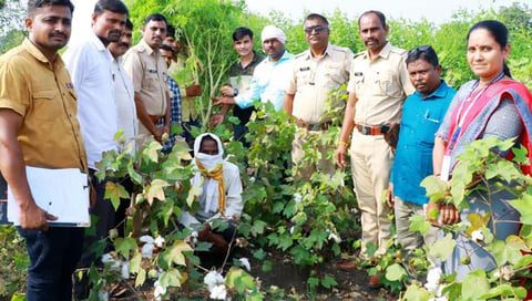 यवतमाळ मध्ये गांजाची शेती करणाऱ्यांना पोलिसांनी रंगेहात पकडले